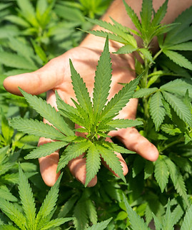 Image by CRYSTALWEED cannabis