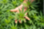 Image by CRYSTALWEED cannabis