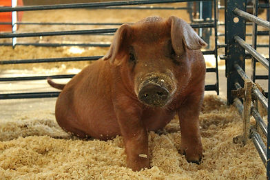 Image by Heather Doty