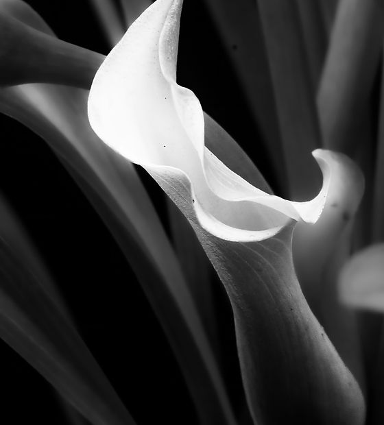 Image by Rachel Oliveri