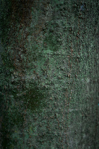Image by Buddy AN
