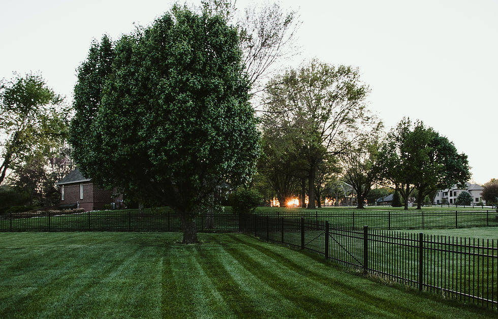 Large shade tree in a fenced backyard