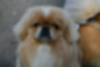 Pekingese Dog: Complete Breed Guide, Price, Care, Personality and Health