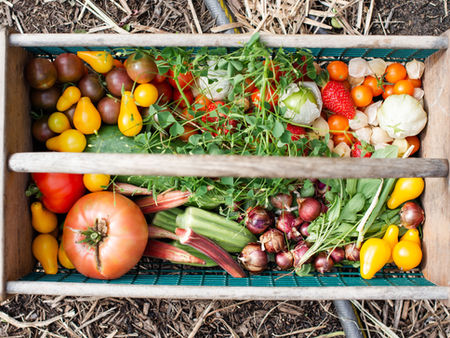 Top view of a wooden crate filled with colorful garden produce: tomatoes, peppers, strawberries, onions, and greens on mulch.
