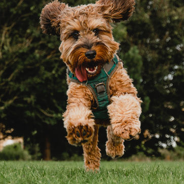 Γιατί οι σκύλοι είναι αξιαγάπητα κατοικίδια