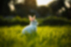 Image by ABHISHEK AJITH