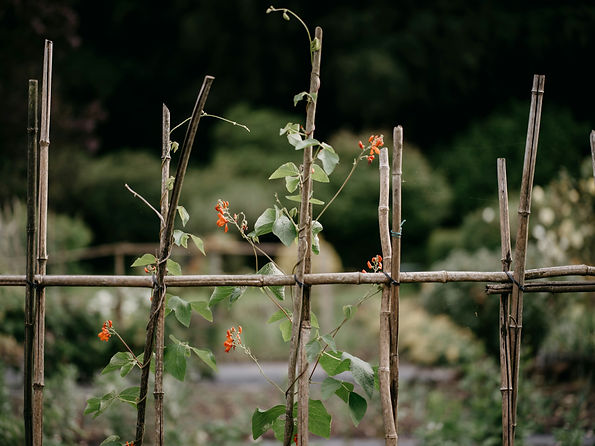 Image by Annie Spratt