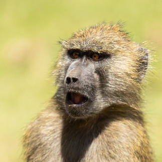 Close-up of baboon in Tanzania during a short safari from Zanzibar highlighting diverse wildlife enc
