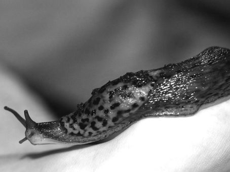 Slug trails