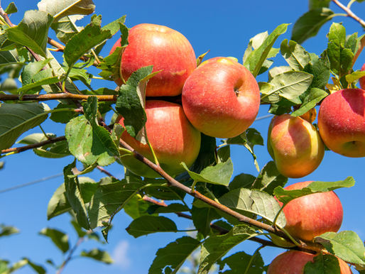 The First Bite of Fall: Welcoming the Paula Red