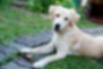 A playful Golden Retriever lounges contentedly on a garden path, holding its prized bone, radiating joy and warmth.