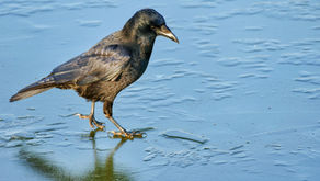 איך לשכנע את ההנהלה שזו אכן לא אשמת אנשי המכירות שאין מספיק עסקאות (חלק שני)?