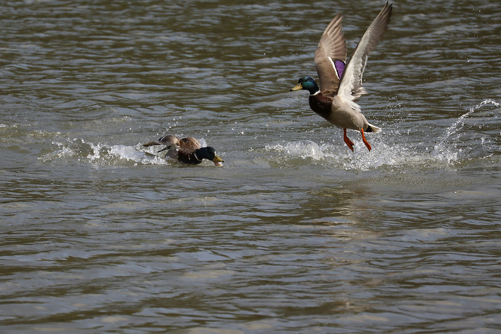Duck Hunting