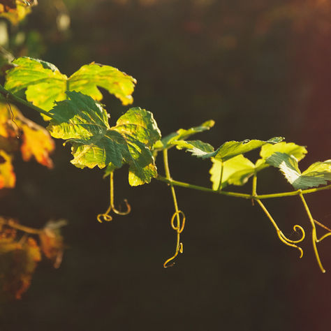 True Fruitfulness Flows From Abiding