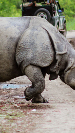 What to Expect in Assam: Kaziranga Safaris, Guwahati Temples and Assamese Food