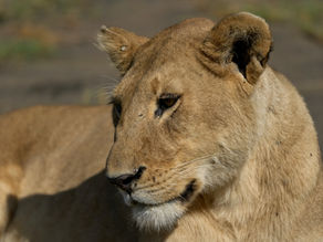 Why is Tanzania Safari Expensive | Everything You Need To Know