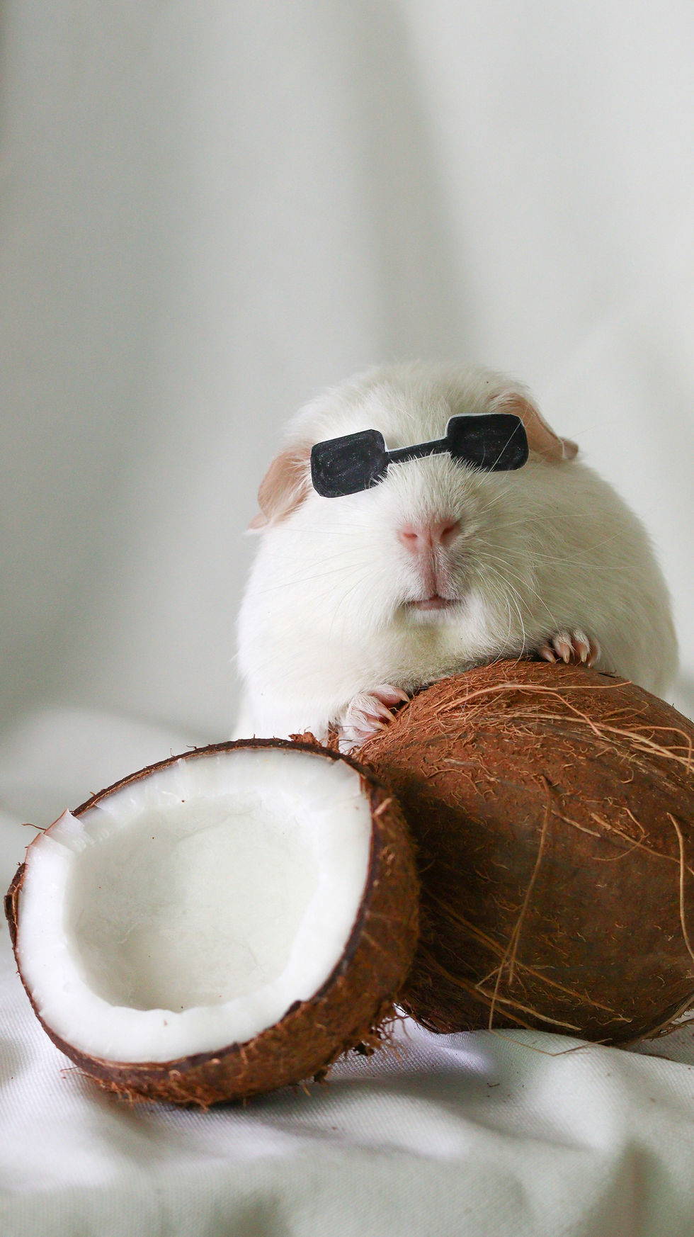 White guinea pig wearing black sunglasses beside two coconut halves on a white background.