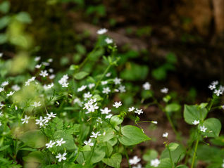 Three Wild Spring Greens to Add to Your Salad (and Your Apothecary)