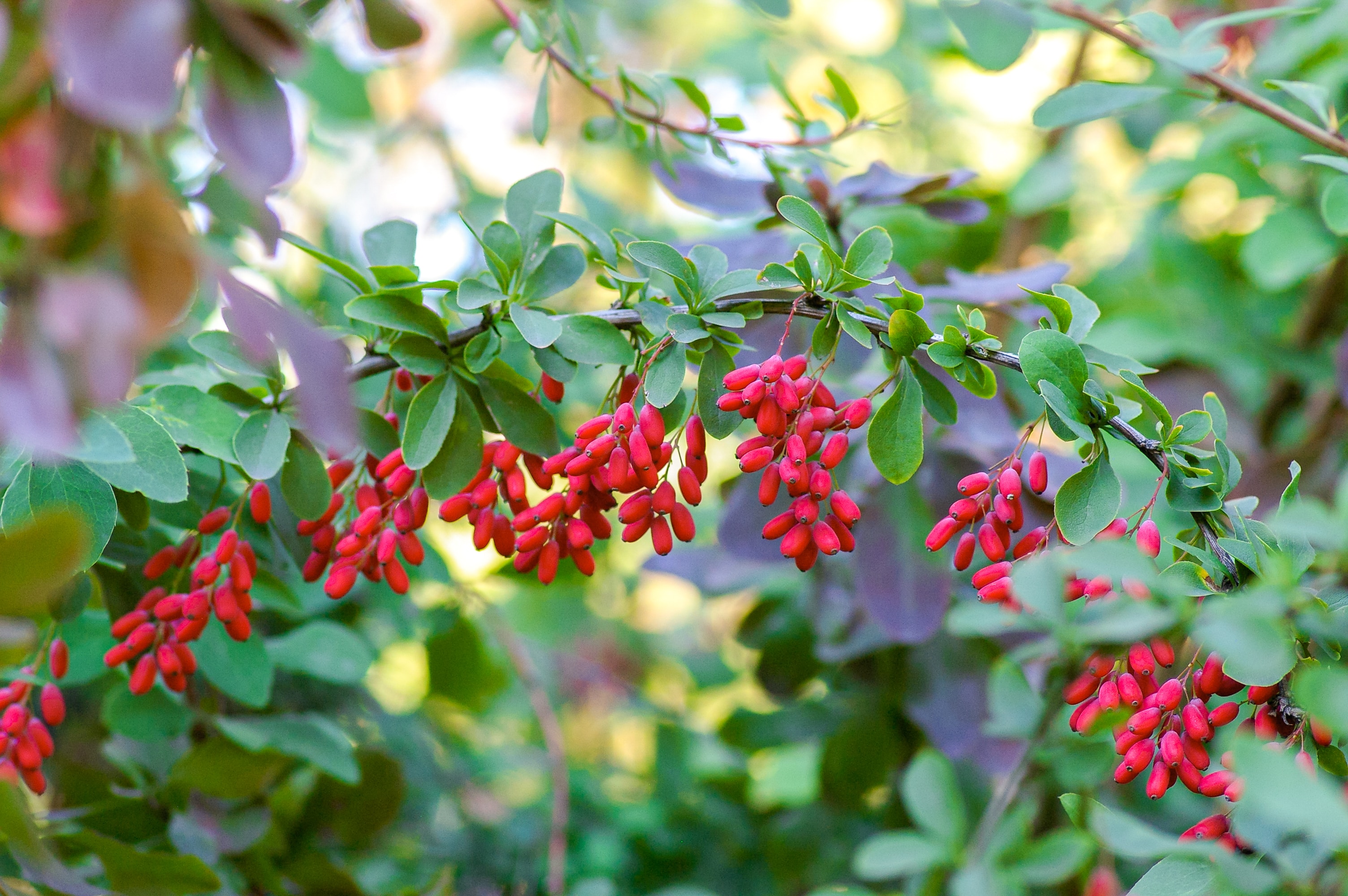Natural Ways to Boost GLP-1: Supplements That Support Weight Loss Without the Side Effects of Ozempic