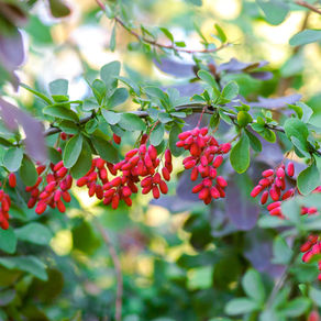 Berberine: Nature's Metformin