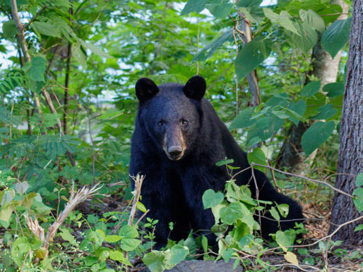 Black Bear