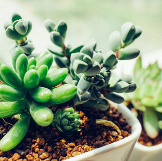 image de succulentes sur le rebord d'une fenêtre