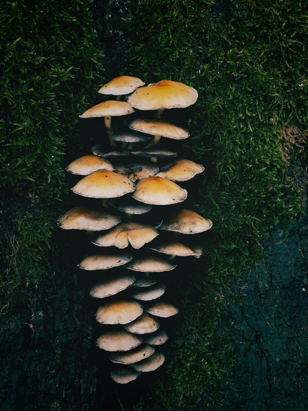 Image by Pascal