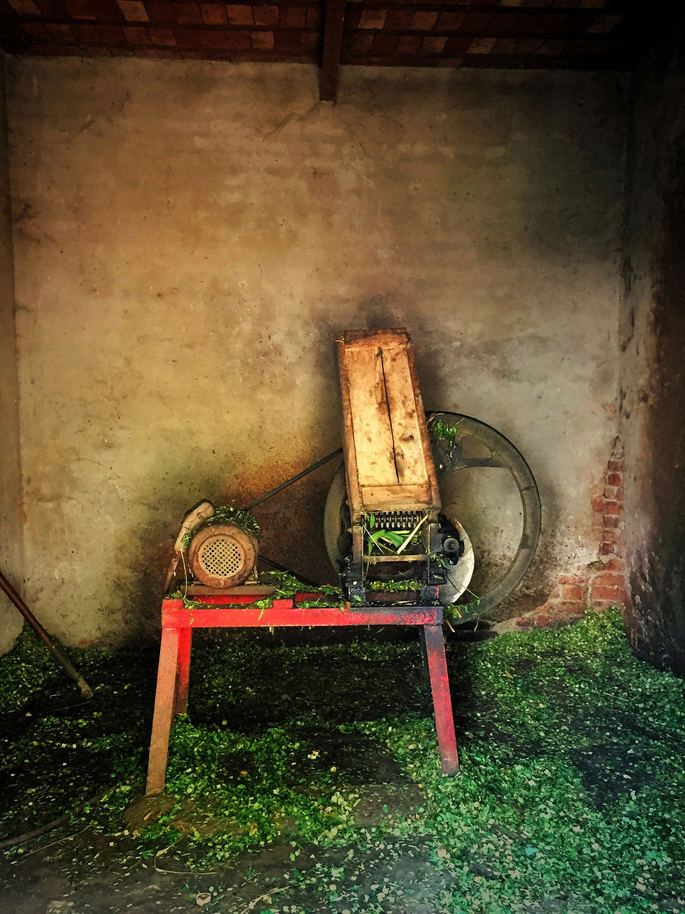 Stump grinder machine on a lawn