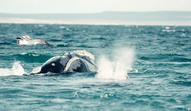 Puerto Madryn