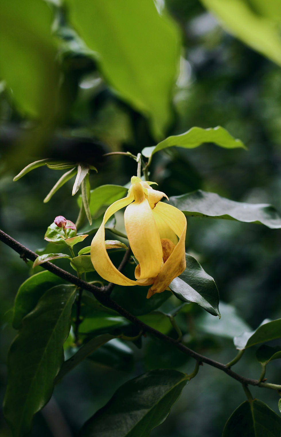 Cananga odorata