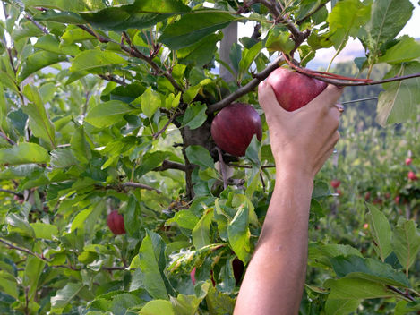 Fruit Tree Pruning Workshop