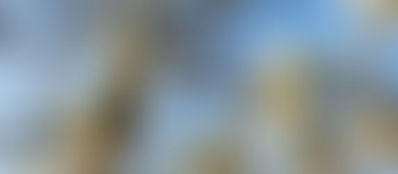 2 Orlando Movers + 4 Hours for $240