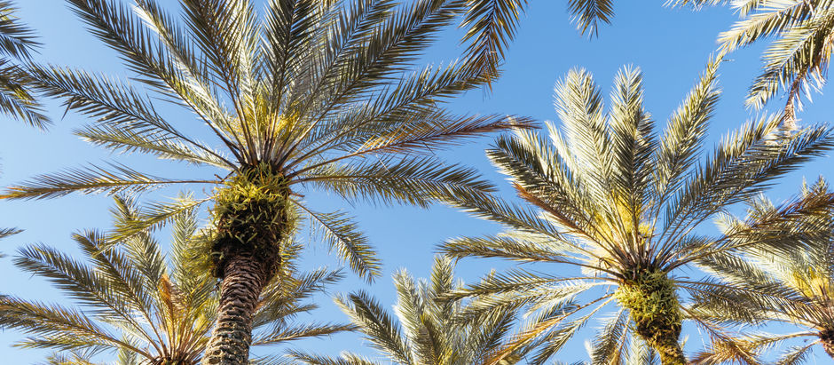 2 Orlando Movers + 4 Hours for $240