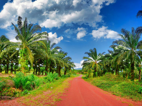 L'olio di palma fa male?