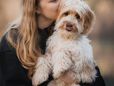 rehoming dog
