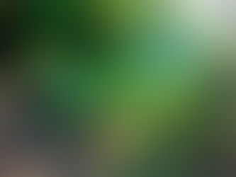 Delighting in God's Word: A Lesson from Psalm 1, Part II