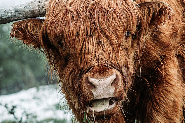 A hairy, brown bull looks dryly at the camera, as if to say, enough of the bulls***, banks are greenwashing, article by Hannah Duncan
