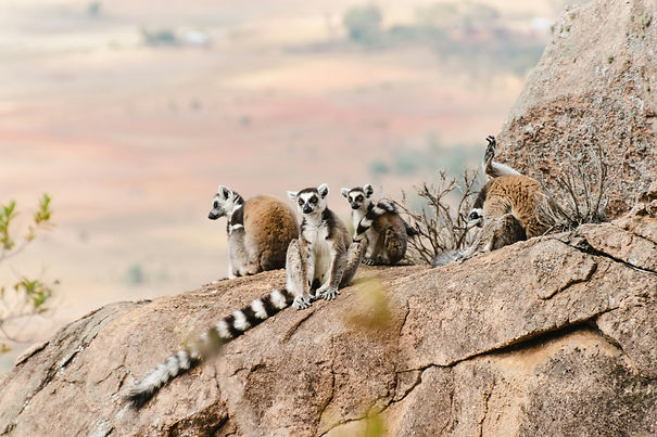 Image by Guillermo Suarez