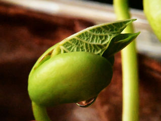 Close-up of a pile of fresh green beans with a smooth texture, displaying vibrant green color. No text or background visible.