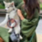 O que é colite em cães?