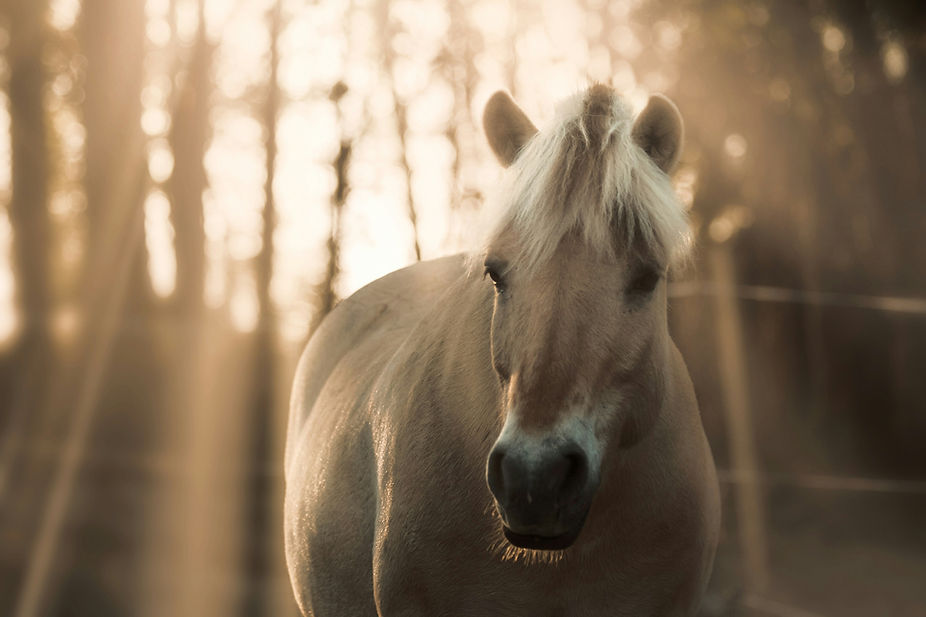 Image by Kristin O Karlsen