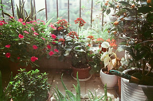 Indoor plants