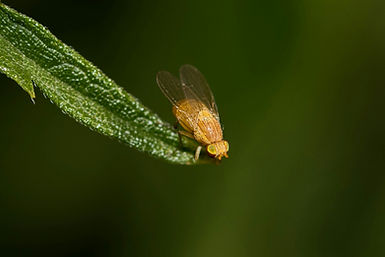 Image by Олександр К