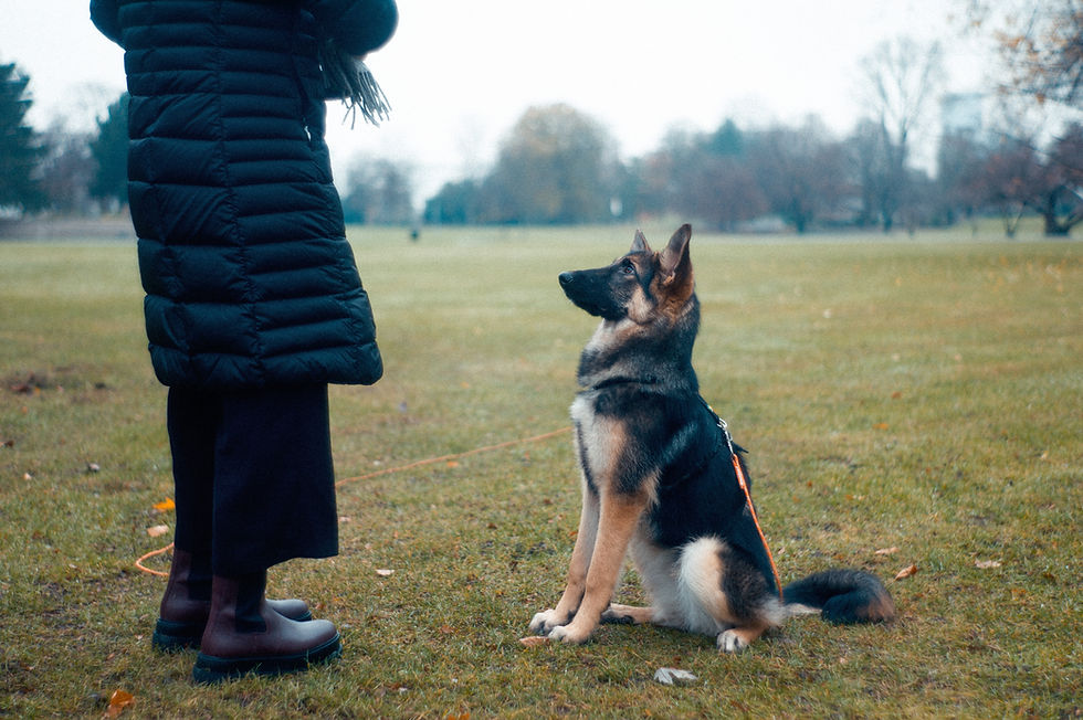 German Shepherd puppy being taught to sit by woman. Dog and trainer are looking at each other.
