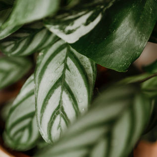Calatheas: Guía completa sobre cuidado y mantenimiento