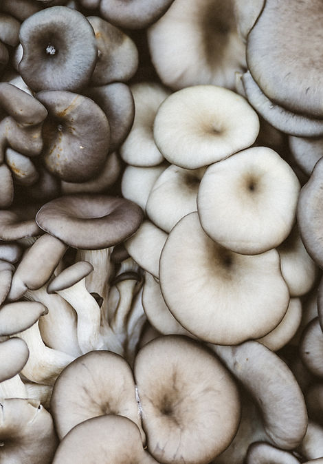 Fruiting body mushroom extracts