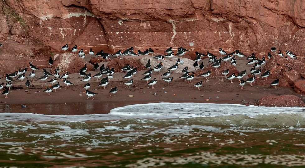 Oyster catchers at Ness Cove, Devon