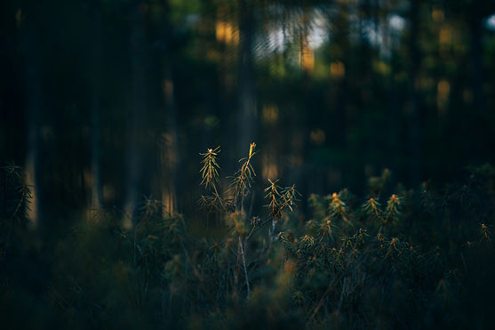Image by Dainius N.