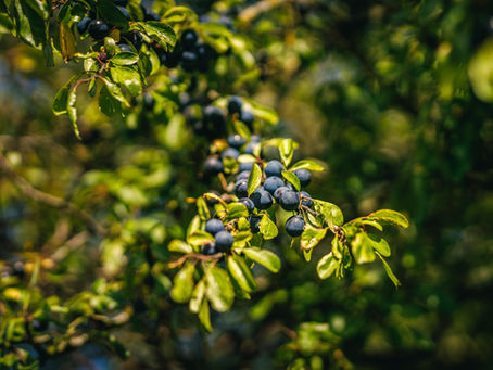 Guidance for safe foraging of wild food in the UK