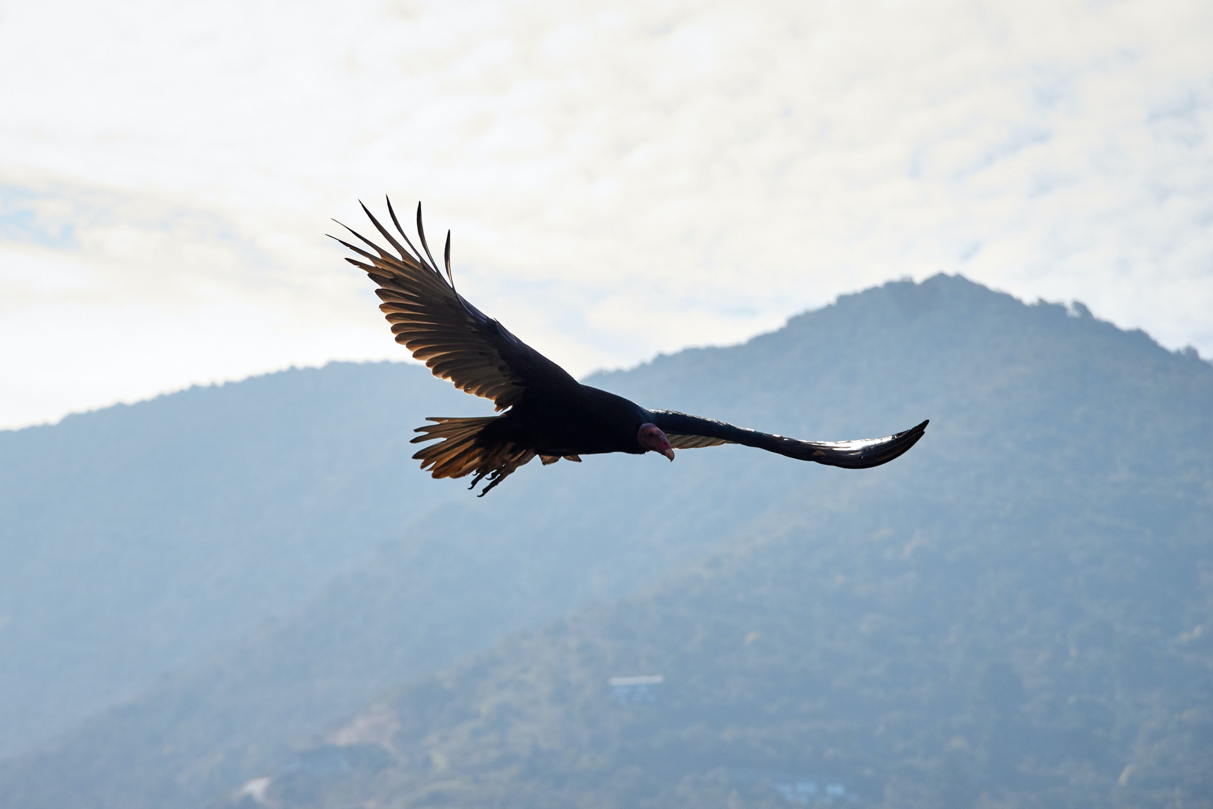 A condor flying over the Peruvian Andes